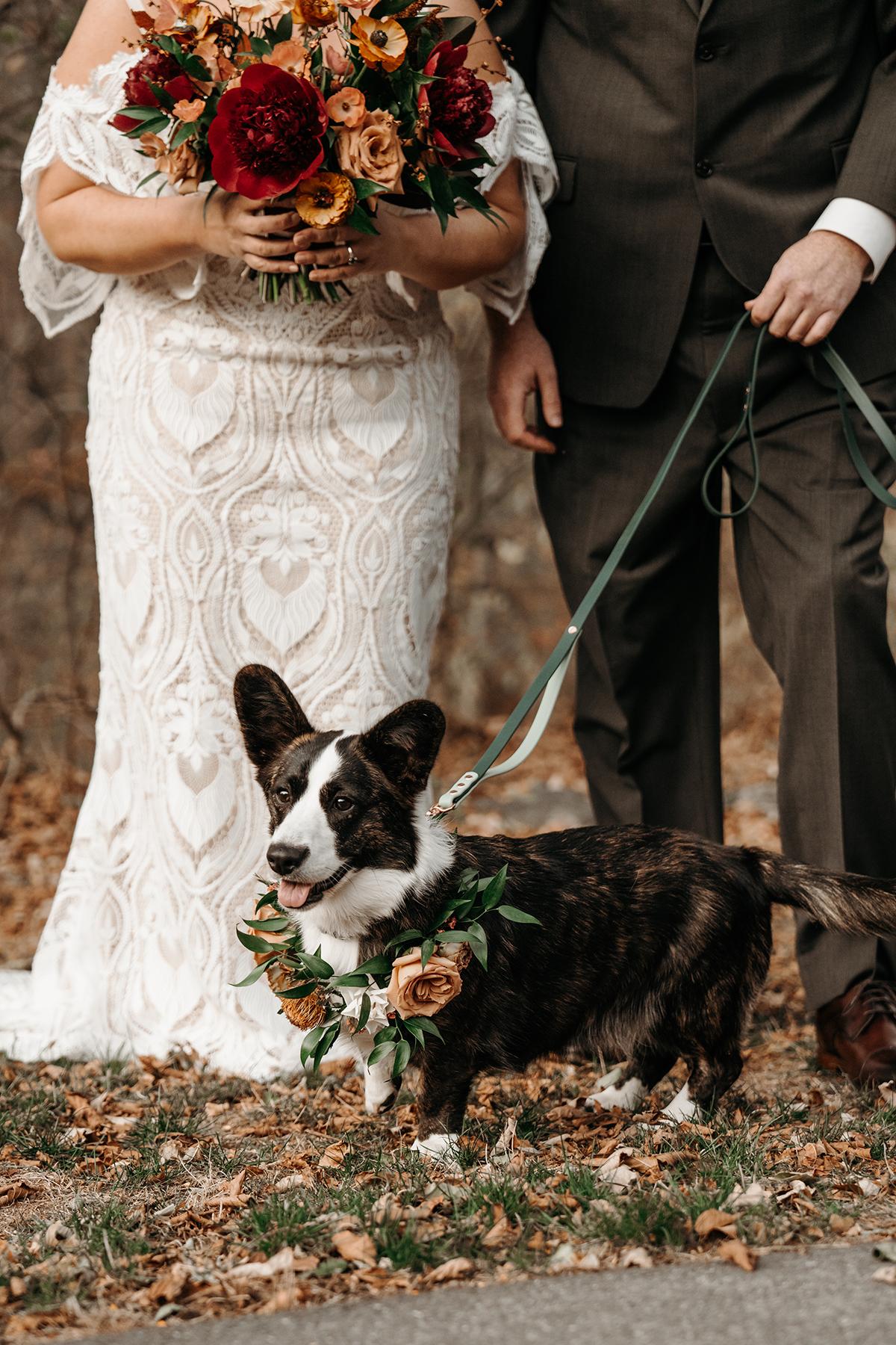 Bride and groom with a corgi wearing a floral wreath.