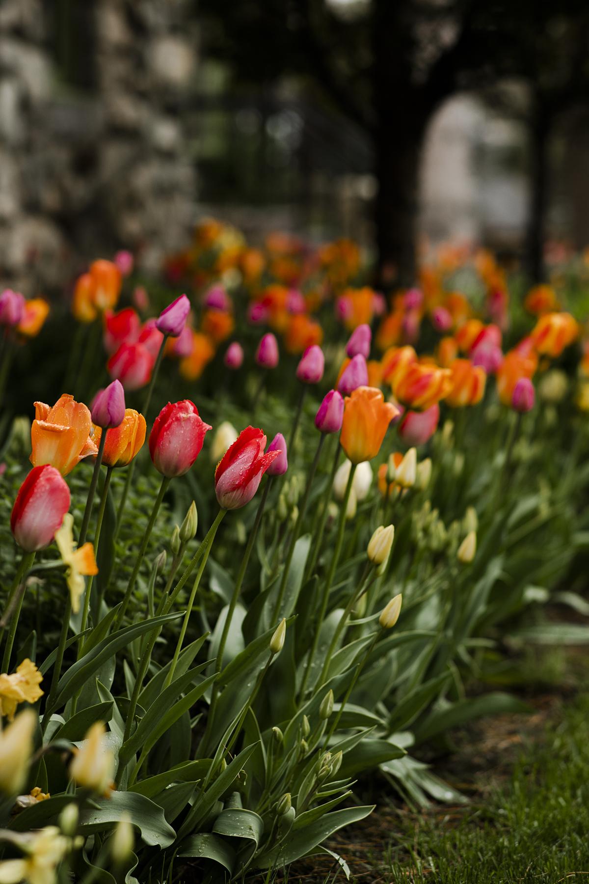 Colorful tulips blooming in a garden, with trees in the background.