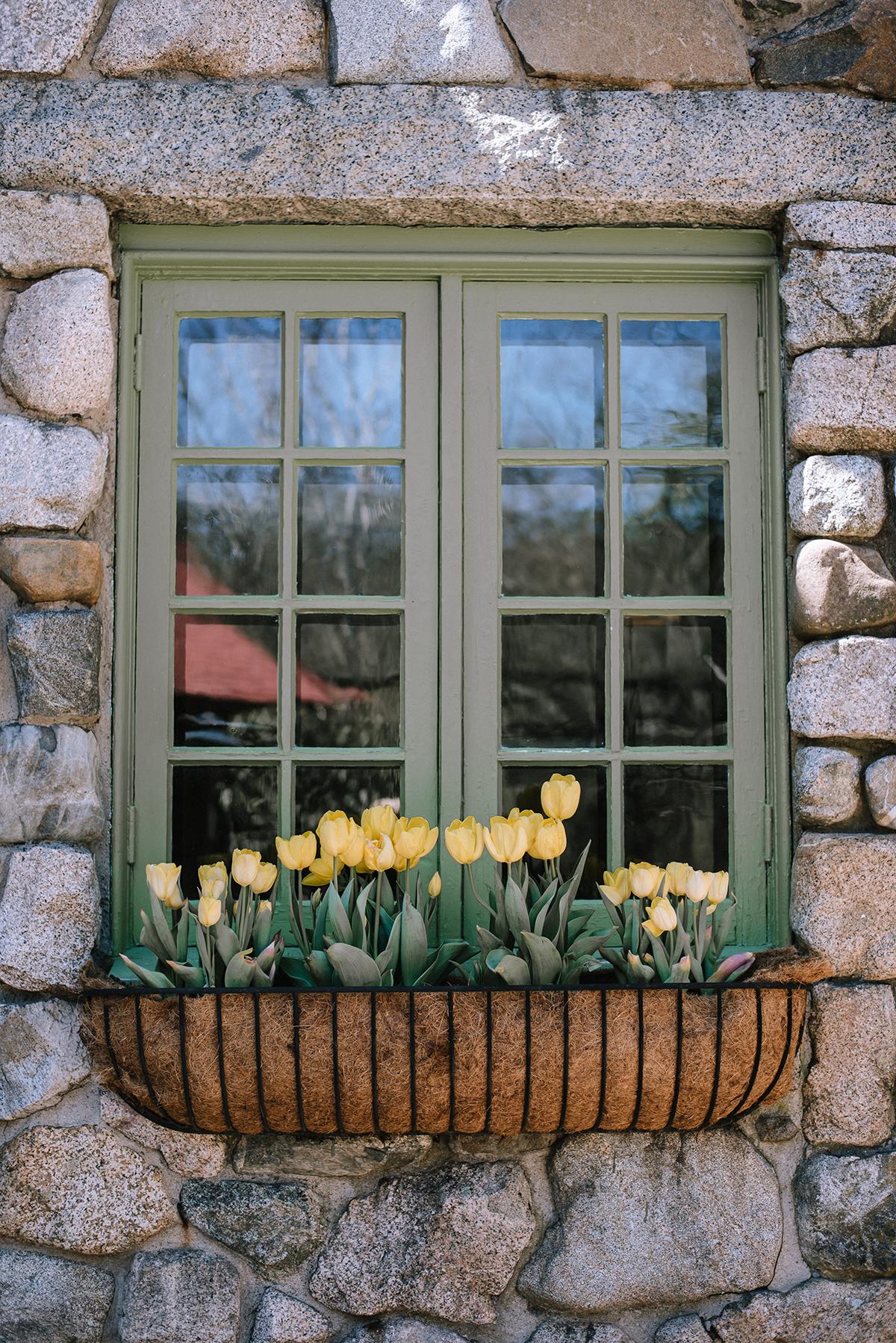 Stone wall with green window frame, yellow tulips in flower box.