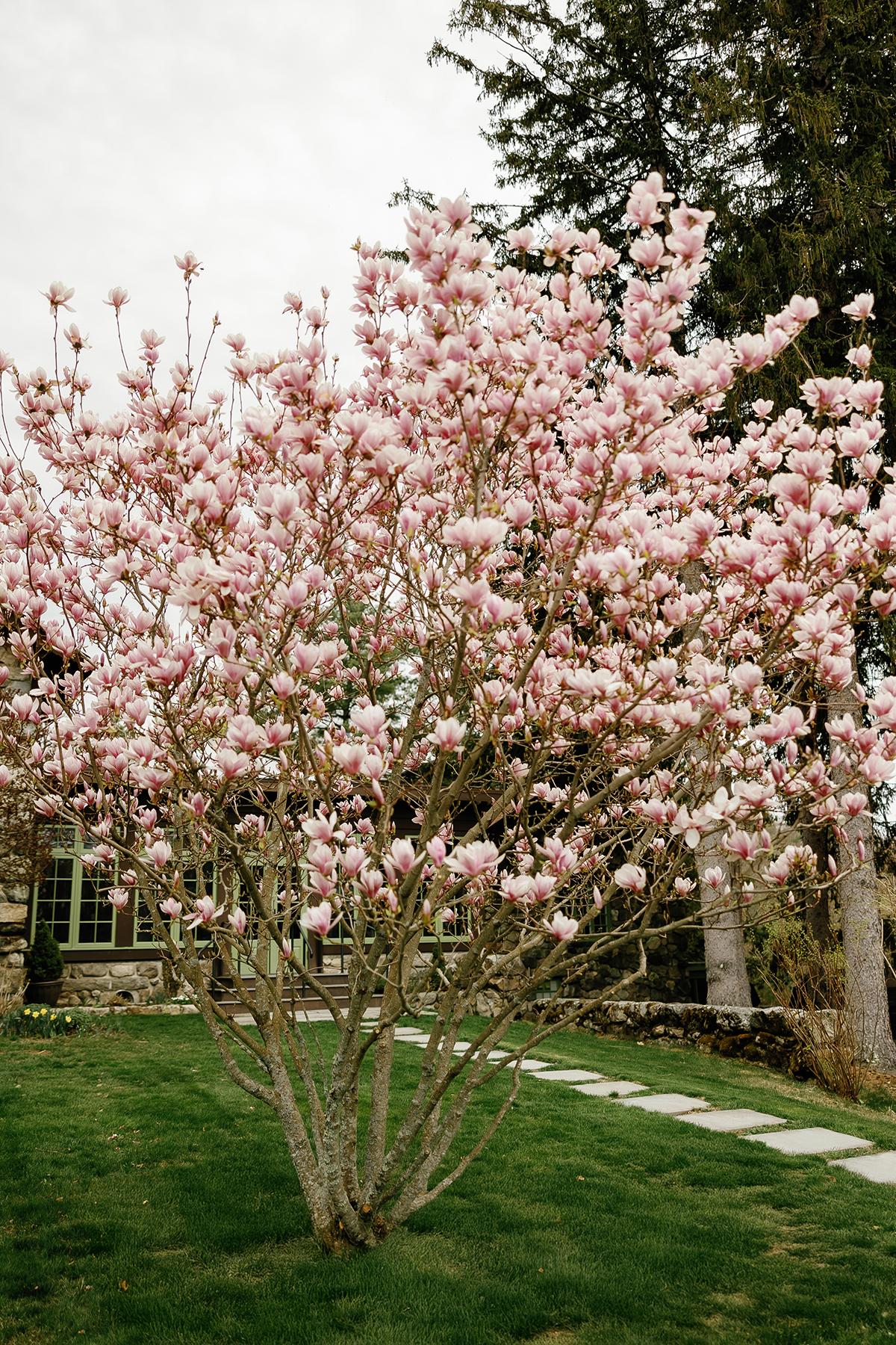 Blooming cherry blossom tree in a garden with a stone path.