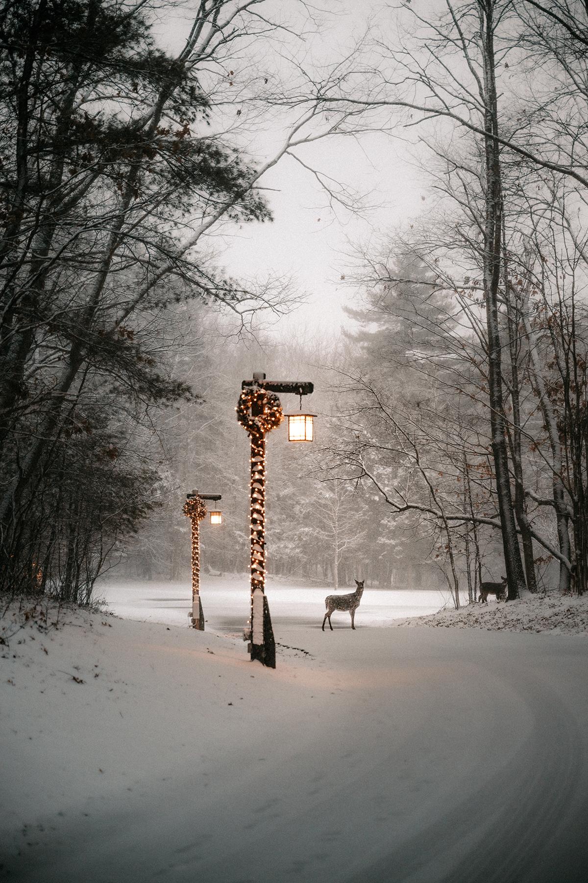 Snowy path with lit lampposts and a distant deer.